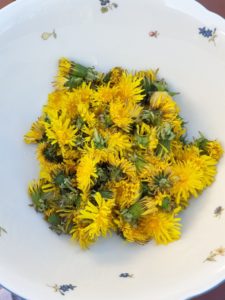 Löwenzahnblüten – Maria Czechowski | Kräuterkäthchen