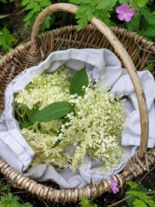 Wildkräuter sammeln