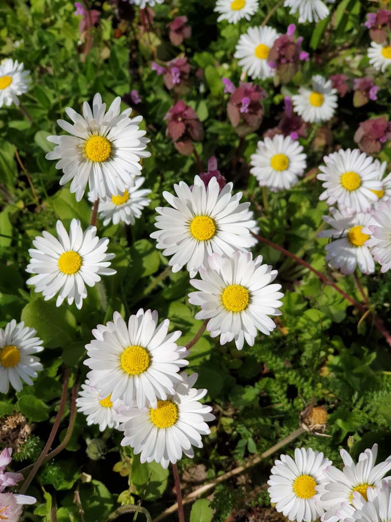 essbare Wildpflanzen Gänseblümchen Kräuterkäthchen