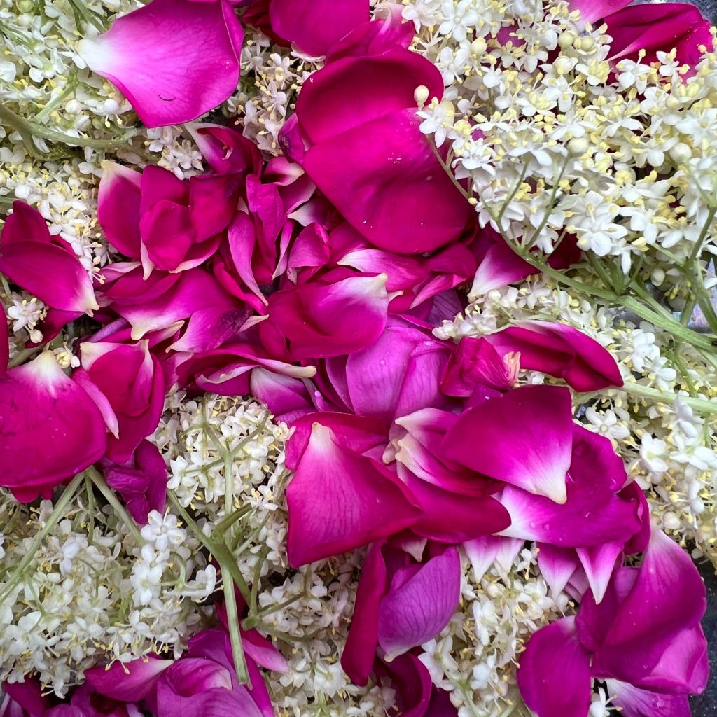 Rose und Holunder Kräuterkäthchen