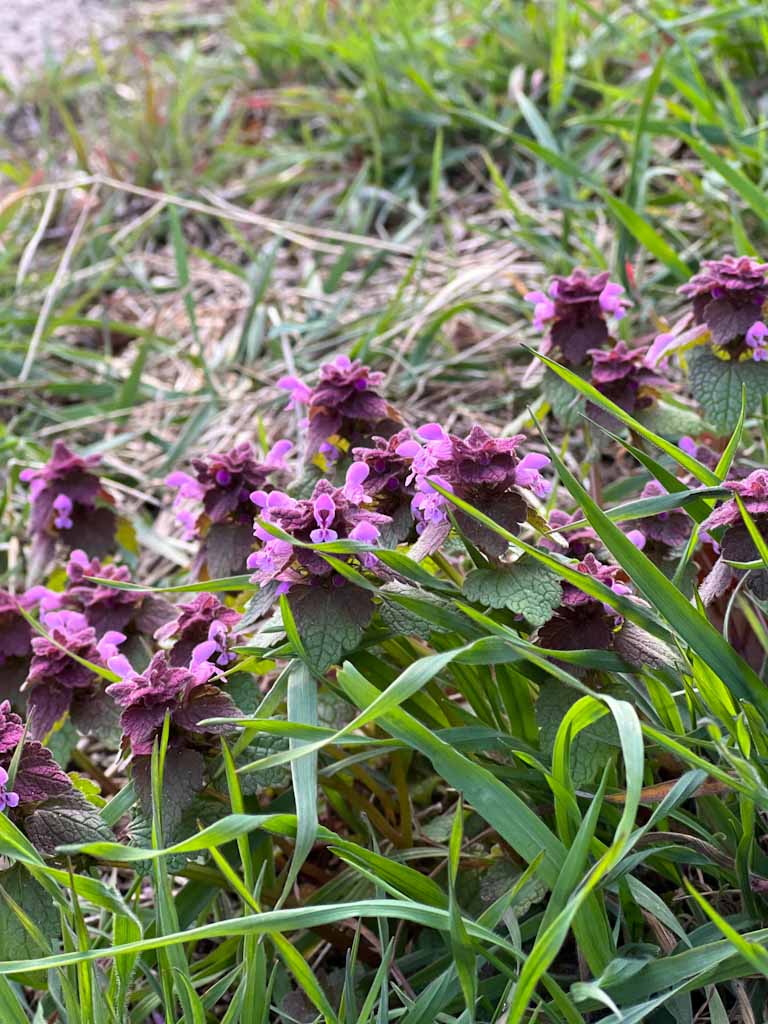 Taubnessel essbare Wildkräuter Kräuterkäthchen