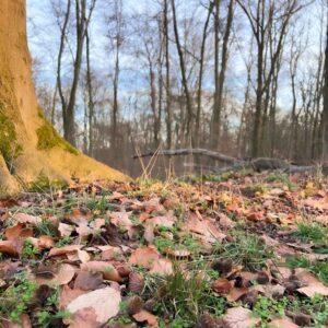 Winterkräuterwanderung